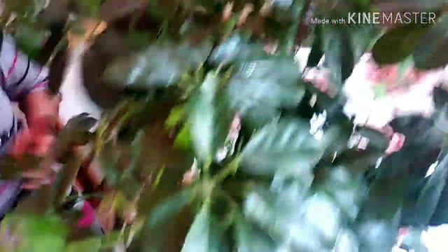 Шефлера гулун остуруу жана кобойтуу жолдору . смотреть онлайн