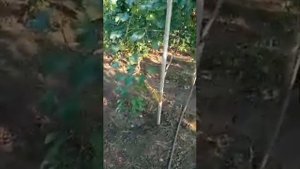 Достойный вкус винограда Данил Плужников и виноград ТАЛДУН