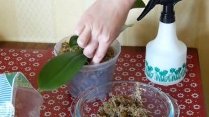#Мох #сфагнум для орхидей. Как применять? / Sphagnum moss for orchids. How do I use it?
