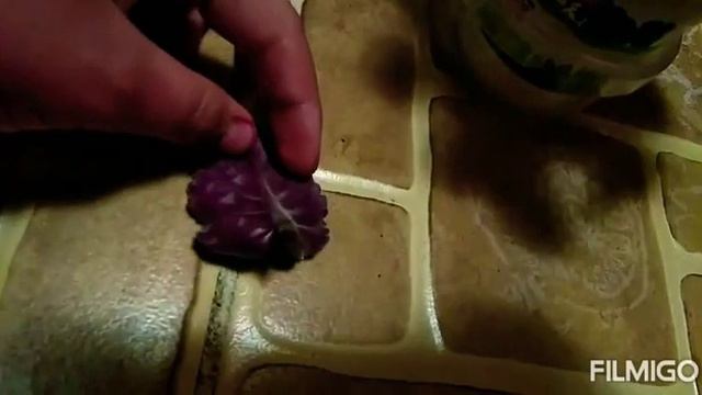 Как укоренить фиалку смотреть онлайн