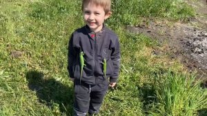 Зелёные ящерки-самые дружелюбные