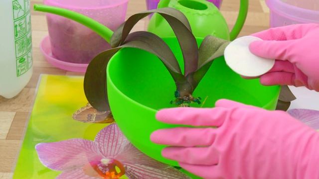 ЯНТАРНАЯ КИСЛОТА ДЛЯ ОРХИДЕЙ. ПРИМЕНЕНИЕ. смотреть онлайн