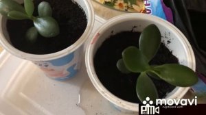 Толстянка(денежное дерево).Сажаем отростки.с результатом через месяц.
