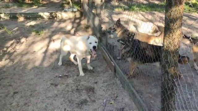 Алабай Банзай и такая ужасная статистика. Приют Сириус в Киевской области #приютдлясобак #алабай смотреть онлайн