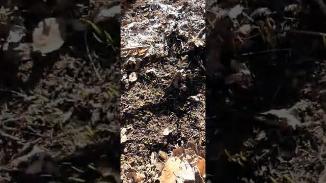 Медвежий лук на охоте смотреть онлайн