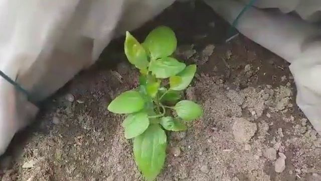 166.# КАК СЕБЯ ЧУВСТВУЮТ МОИ НОВЫЕ КЛЕМАТИСЫ ЧЕРЕЗ ДВЕ НЕДЕЛИ ПОСЛЕ ПОСАДКИ. смотреть онлайн