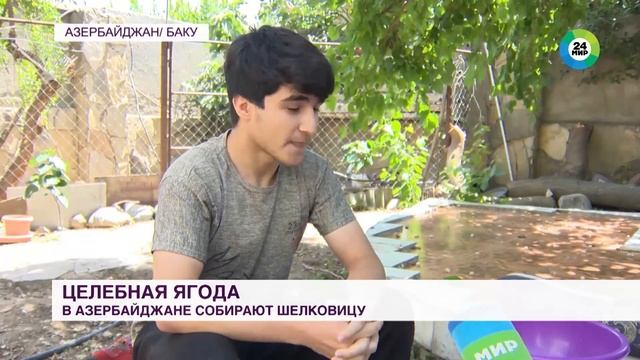Королевская ягода: как собирают шелковицу и что из нее готовят смотреть онлайн