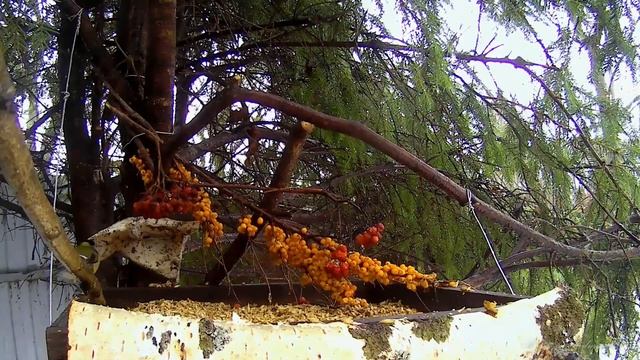 Зима 2022-2023, ПТИЦЫ НА КОРМУШКЕ-43 смотреть онлайн