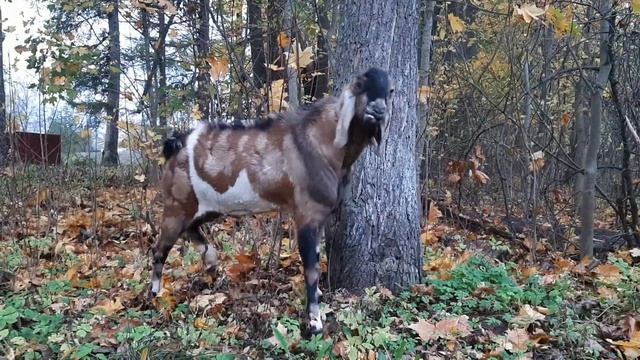 Нубийский козел Маркус. смотреть онлайн