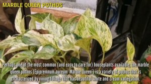 Marble Queen Pothos - The Elegant and Lucky Feng Shui Houseplant in 2023