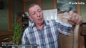 Гюрза (Macrovipera lebetina) – самая крупная из гадюк обнаружена в Сочи