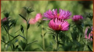 Как правильно посеять астры осенью под зиму? Сроки и правила подзимнего посева