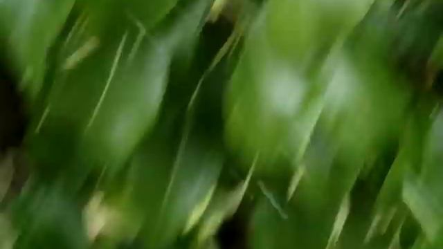 Лучший сорт груш. Груша Конференция смотреть онлайн