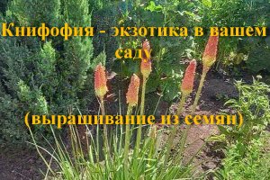 Книфофия