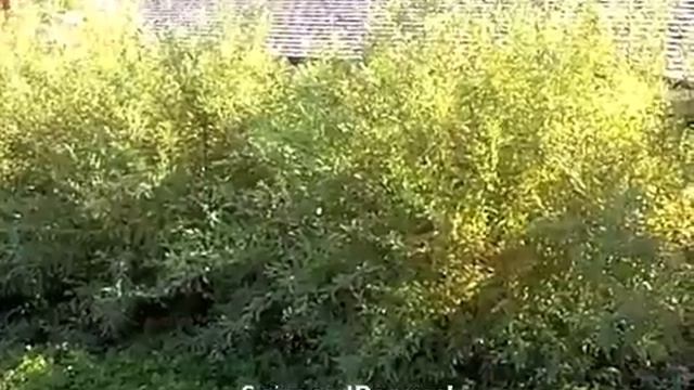 Spiraea cantoniensis - 'Reeves' Spirea смотреть онлайн