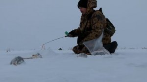 Окунь на балансир ( Мелькен ) Ловля окуня зимой на балансиры. Рыбалка в Татарстане. Kamfish