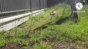 stihl fs 250