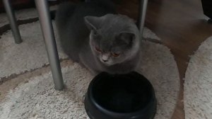 Роды Британской Кошки/Рождение котят/Такого НИКТО не ОЖИДАЛ.....