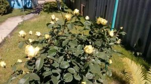 Как цветёт зелёная роза
