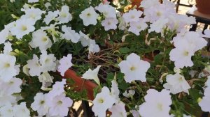 Фитофтора на петунии.