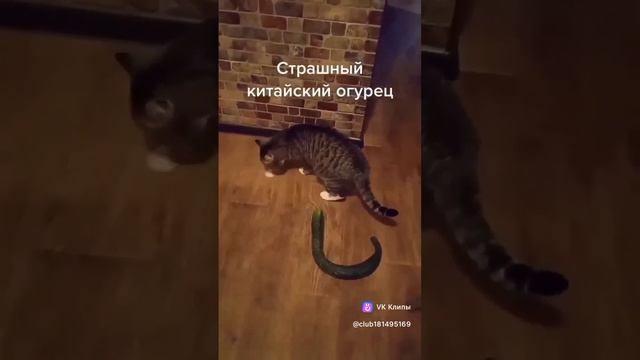 Китайский огурец смотреть онлайн