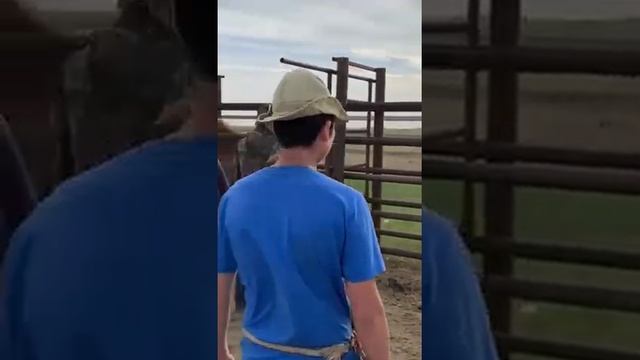 Советский тяжеловоз. Обработка от клещей. смотреть онлайн