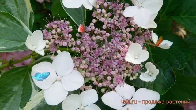 Гортензия крупнолистовая Вариегата (variegata) ? обзор: как сажать, саженцы гортензии Вариегата