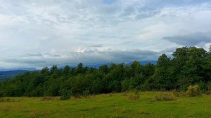 Буйволы тоже страдают от любви. Абхазские зарисовки.  Утро в деревне. Абхазия. 10.2021.