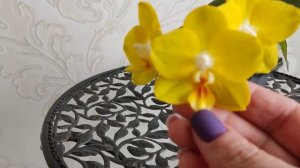 Орхидеи-хобби выходного дня. Sogo Shito