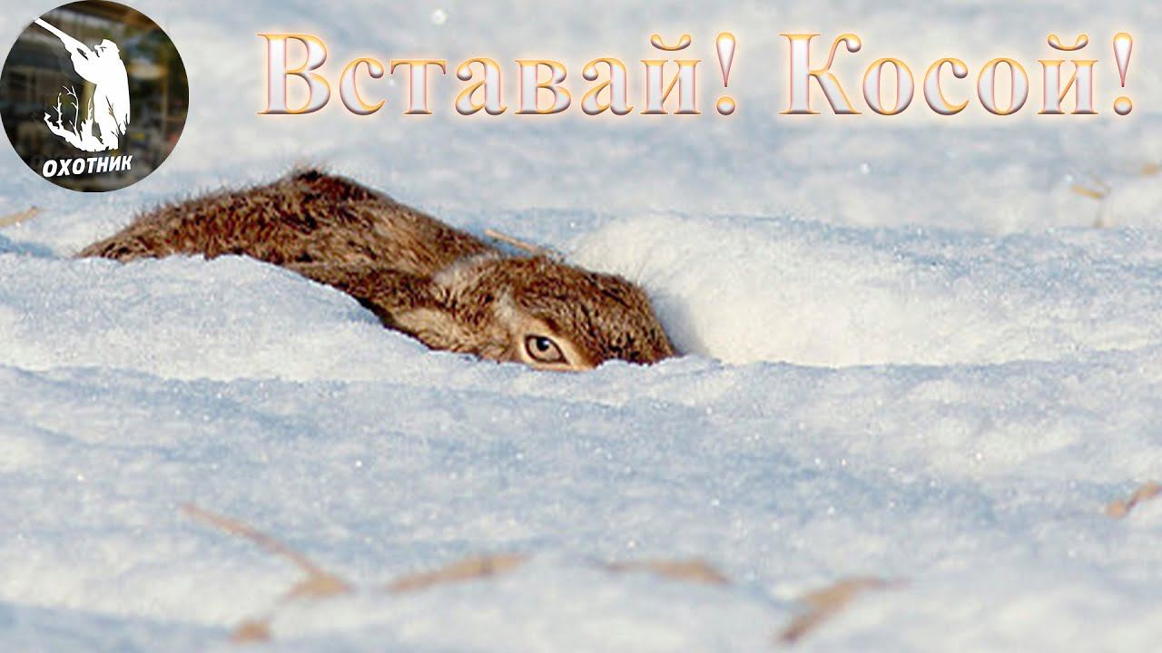 Охота на зайца - Разбудил косого на закате.