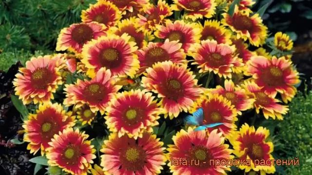 Гайлардия остистая Аризона Сан (arizona sun) ? обзор: как сажать, рассада гайлардии Аризона Сан