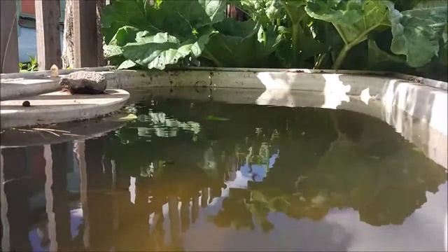Социальные нормы поведения . Девиантное поведение