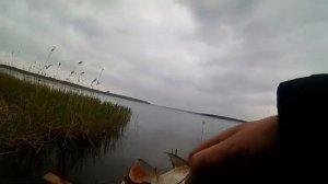 Смотреть тем, кто утверждает, что на Селигере нет рыбы