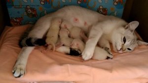 Тайская кошка Юрата с котятами в первый день после родов! Тайские кошки - это чудо! Funny Cats