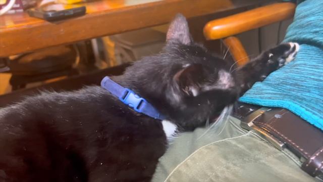 猫ソラン君が赤ちゃん返りしてこうなってた смотреть онлайн