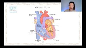 СЕРДЦЕ И КРУГИ КРОВООБРАЩЕНИЯ К ЕГЭ И ОГЭ ПО БИОЛОГИИ