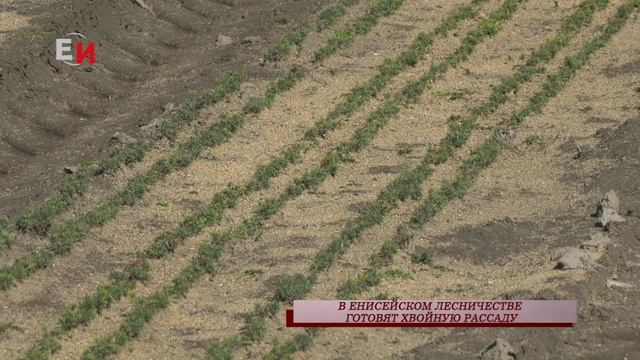 В ЕНИСЕЙСКОМ ЛЕСНИЧЕСТВЕ ГОТОВЯТ ХВОЙНУЮ РАССАДУ