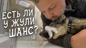 Спасение животных _ Спинальница или нет_ _ Едем разбираться