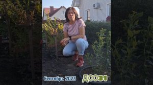 Про голубику. Посадка и пересадка.