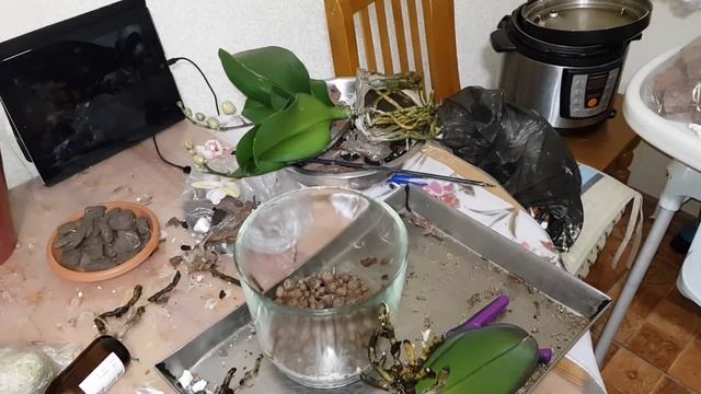 Гниют повально орхидеи ( предположительно от препарата Piranha) смотреть онлайн