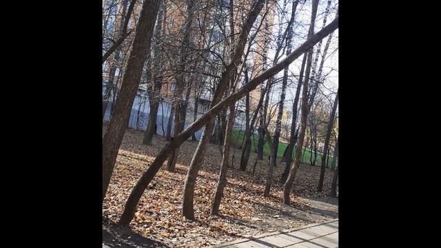 Строение плодовых растений. Корневая система.