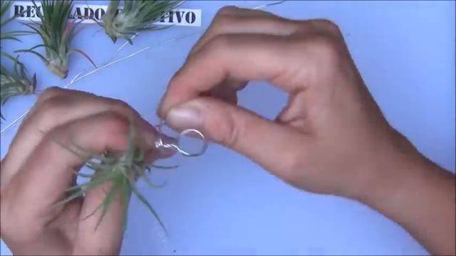 Bisutería con plantas vivas. Claveles del aire o Tillandsia смотреть онлайн
