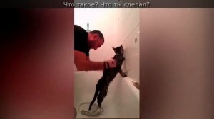 Чеченец со стойким котом покорили кавказский интернет