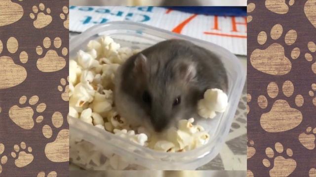 СЕМКА ОБЪЕЛСЯ. Как я посадила хомку джунгарика на диету)))