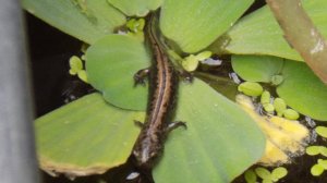 Сибирские углозубы (сезон 2024 г.)