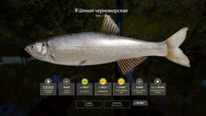 Русская рыбалка 4 / р. Северский Донец / Шемая черноморская (трофей)