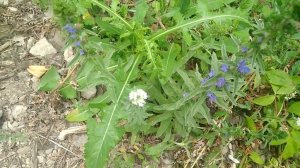 Иссоп как приворотное зелье.