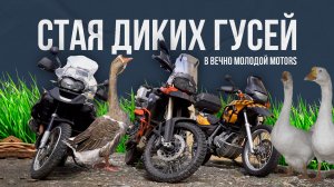 Стая диких гусей в Вечно Молодой Motors