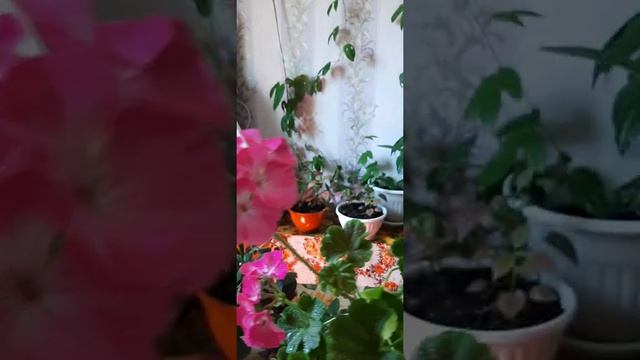 27.о7.2022г. ПЕЛАРГОНИЯ РОЗОВЫЕ СНЫ. смотреть онлайн