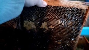 убираю старый мед из рамок